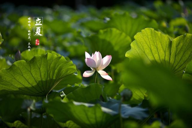 立夏将至,俗语"立夏见夏"啥意思,立夏夏至有啥不同?答案来了