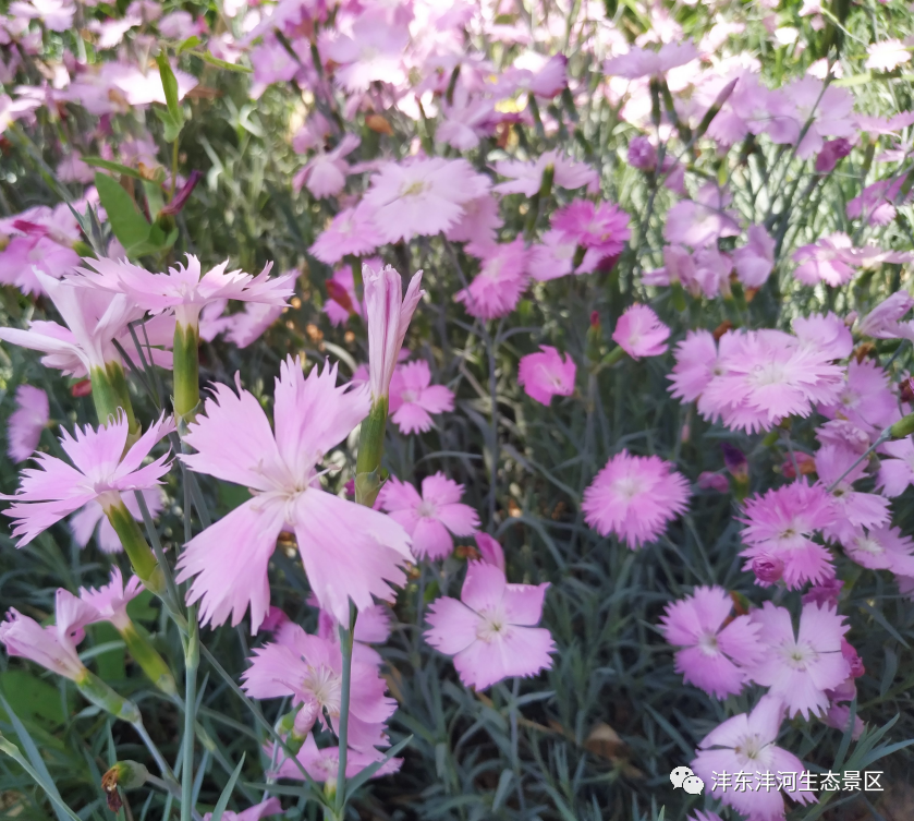 沣景石竹花