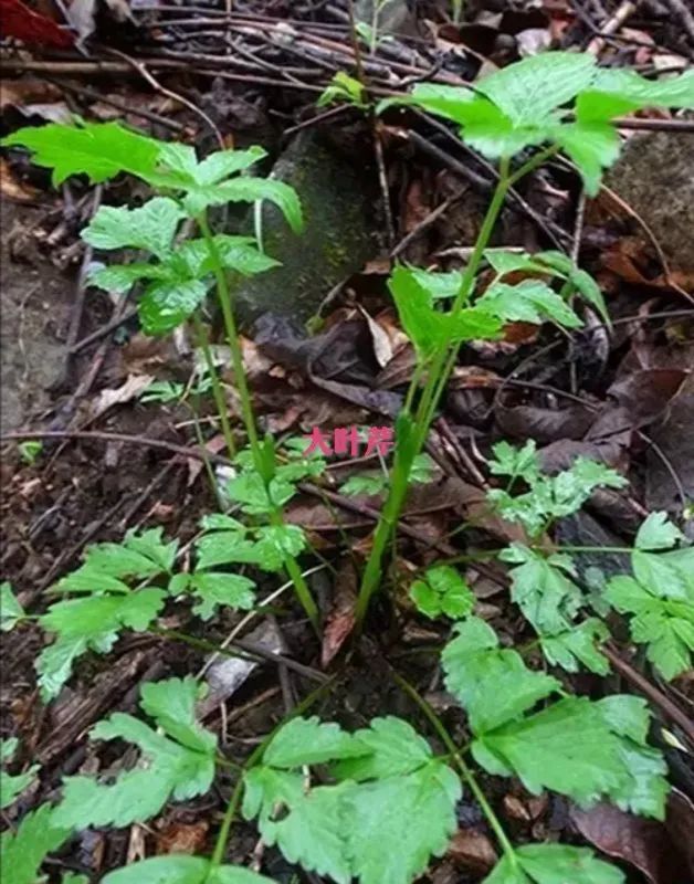 庄河的这些山野菜,你都认识吗?