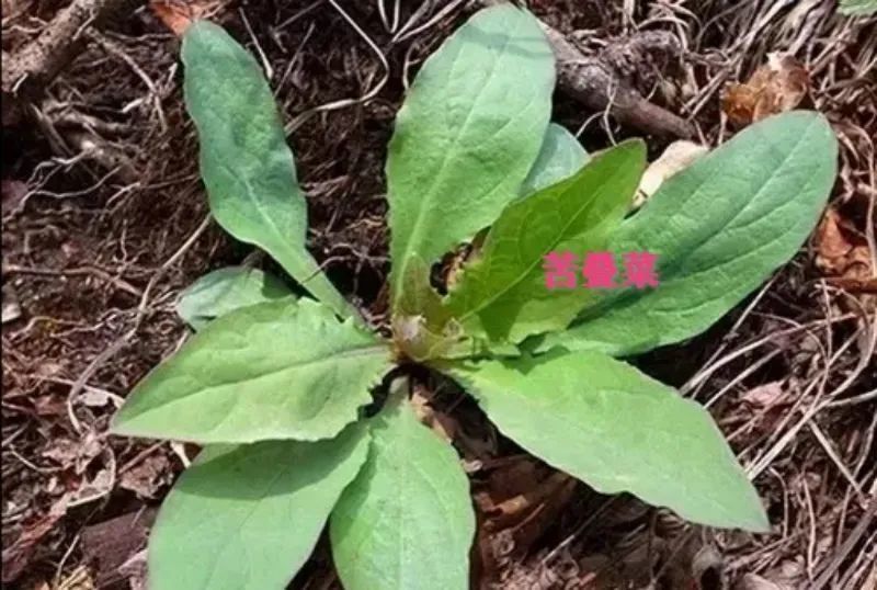 庄河的这些山野菜,你都认识吗?