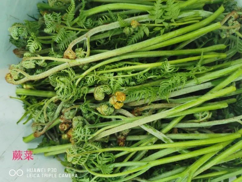 庄河的这些山野菜,你都认识吗?
