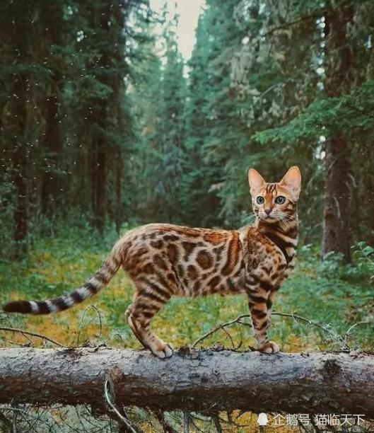 拥有野猫基因,是亚洲豹猫的后代,被称为猫咪界的