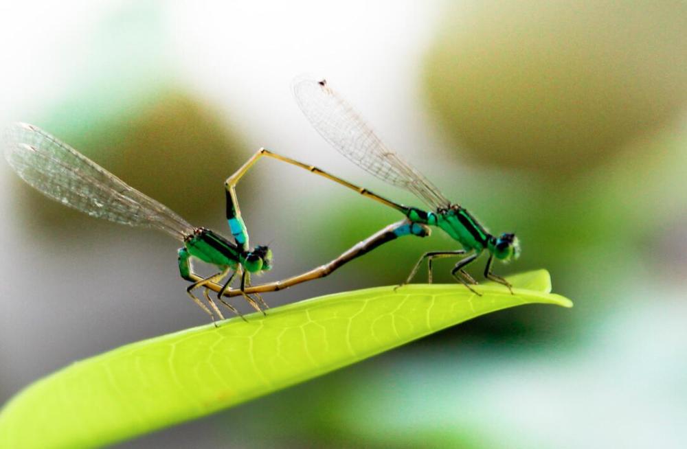 蜻蜓:飞行的王者,科学家研究数十年,一直吃不透关键技术!