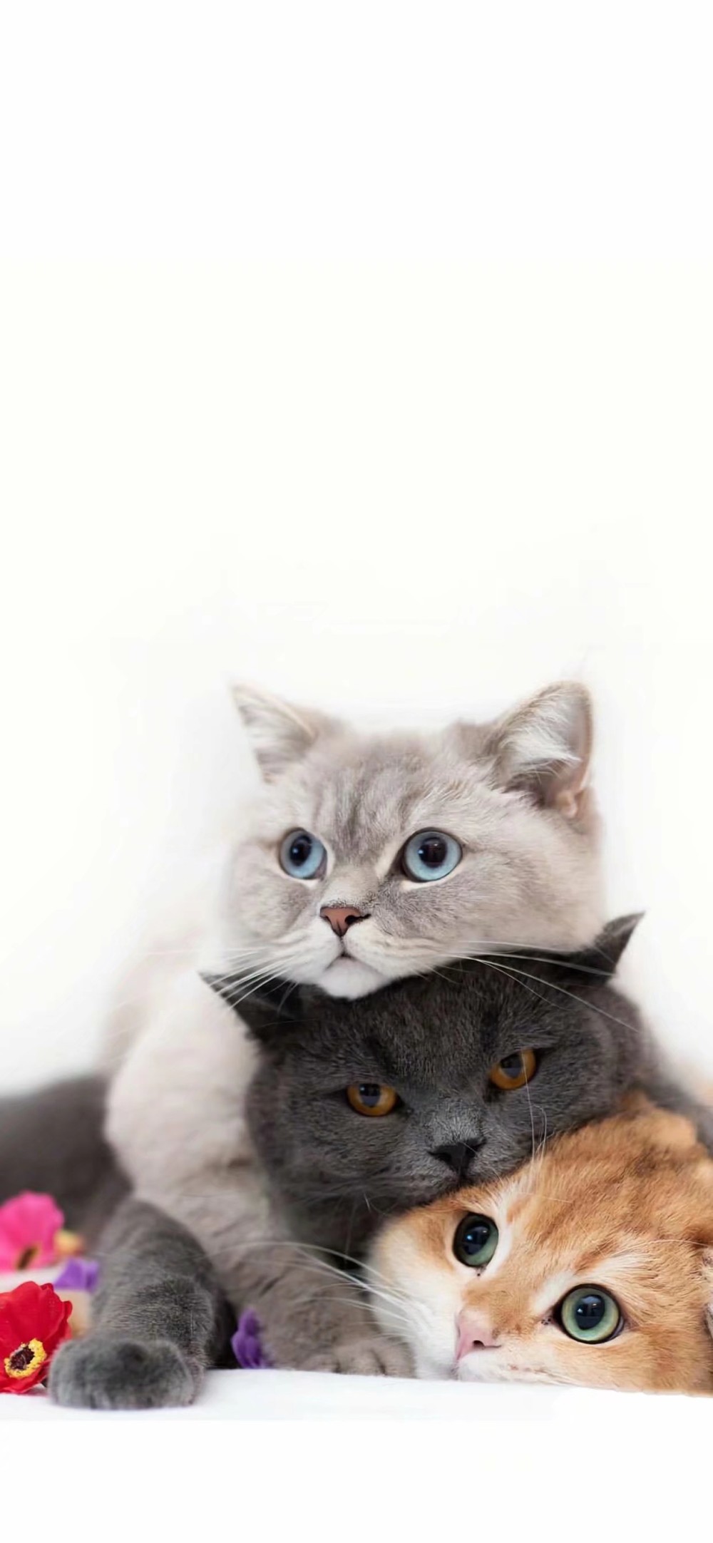 萌猫驾到 超清全屏猫咪壁纸