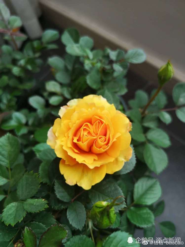 李文亮烈士被追授“五四奖章” 每天逾万人留言