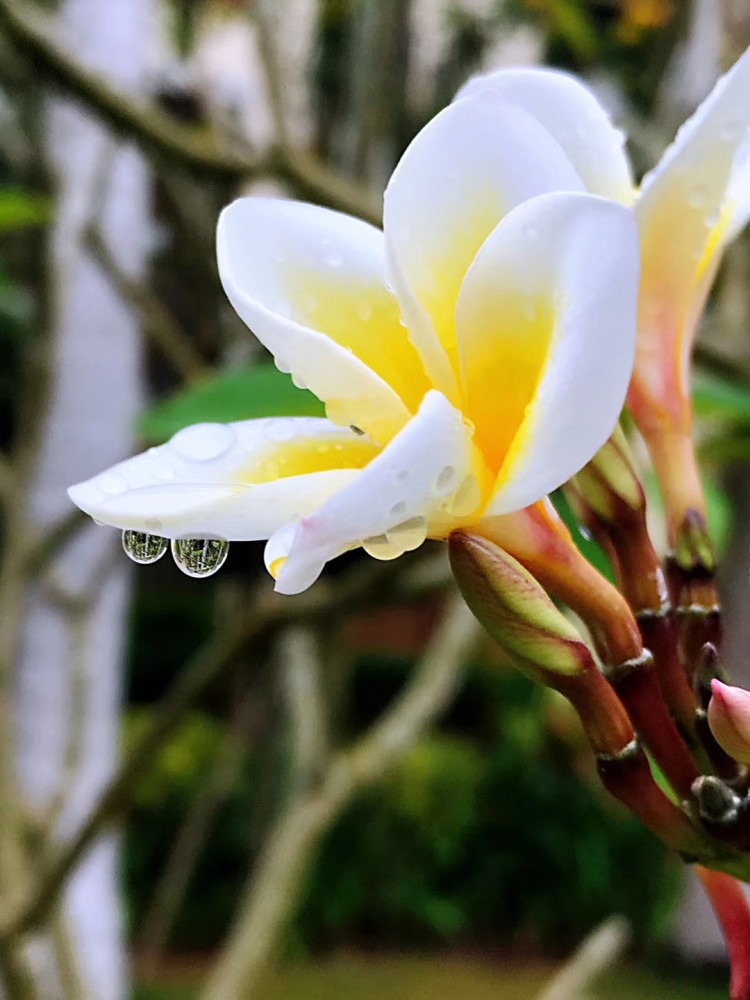 雨后的鸡蛋花清新雅致美丽