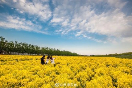 武清油菜花,板蓝根花海绝美霸屏