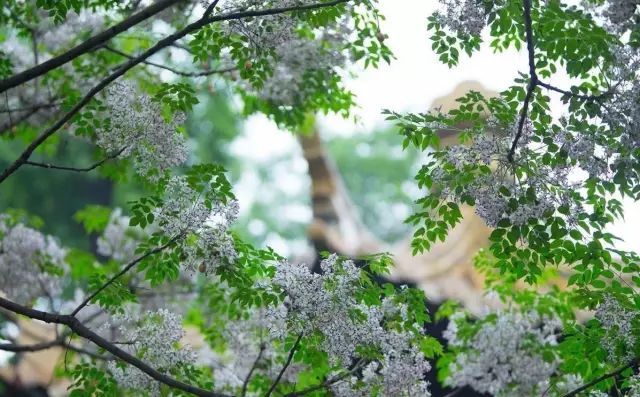 一信楝花风一年春事空