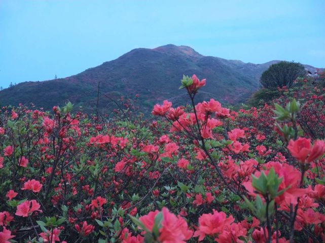 大围山杜鹃花已开启盛放模式