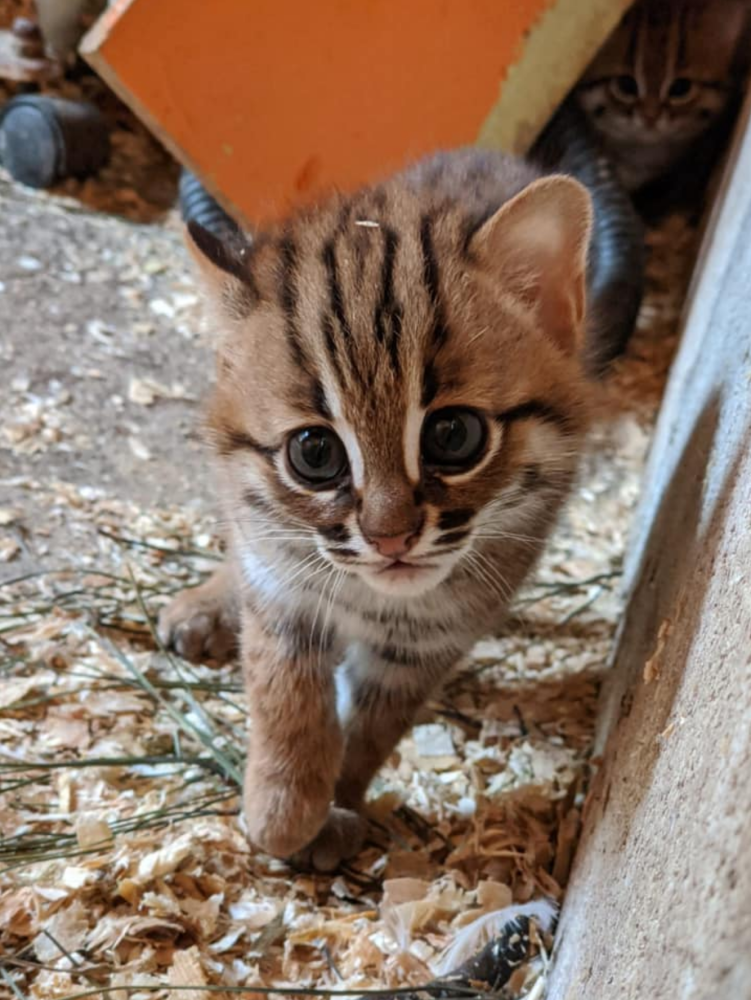 它是世界上最小的猫咪,看上去永远长不大