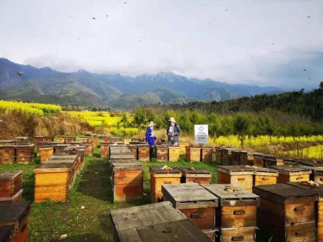 怎样辨别真假野生蜂胶?蜂胶真假辨别方法