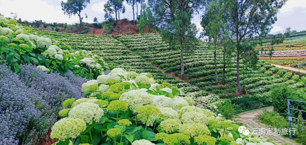 昆明蓝花楹刚刚结束千亩绣球花海又惊艳登场了附最新花讯