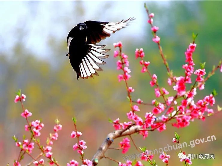 阳春四月花正红 喜鹊鸣春俏枝头