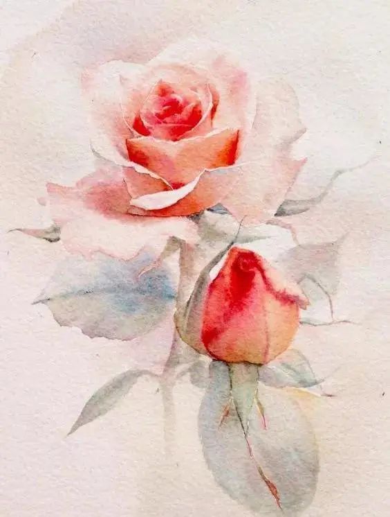 仙气逼人的玫瑰花画法