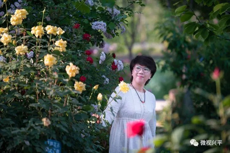实拍:兴平明馨玫瑰庄园,醉美五月天