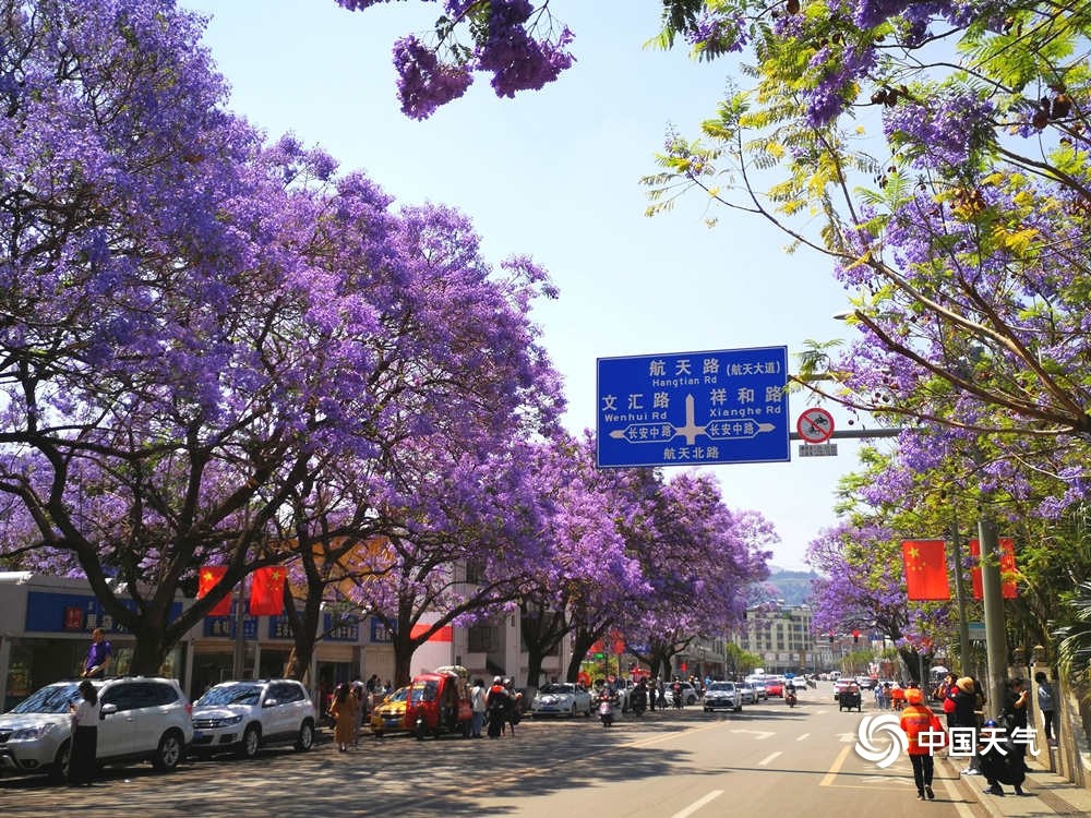 近日,位于四川西昌市航天路的蓝花楹绽放,如同一片蓝紫色霞云,引来无