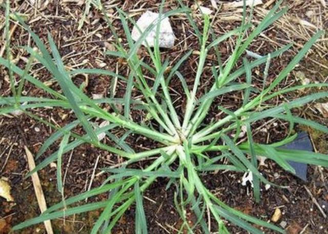 叶片细小的1种"牛筋草",生长在路旁,和节节草一样值钱