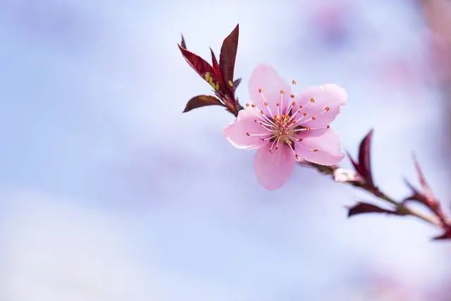 做个简单的人,笑看花开花落,闲品五味人生