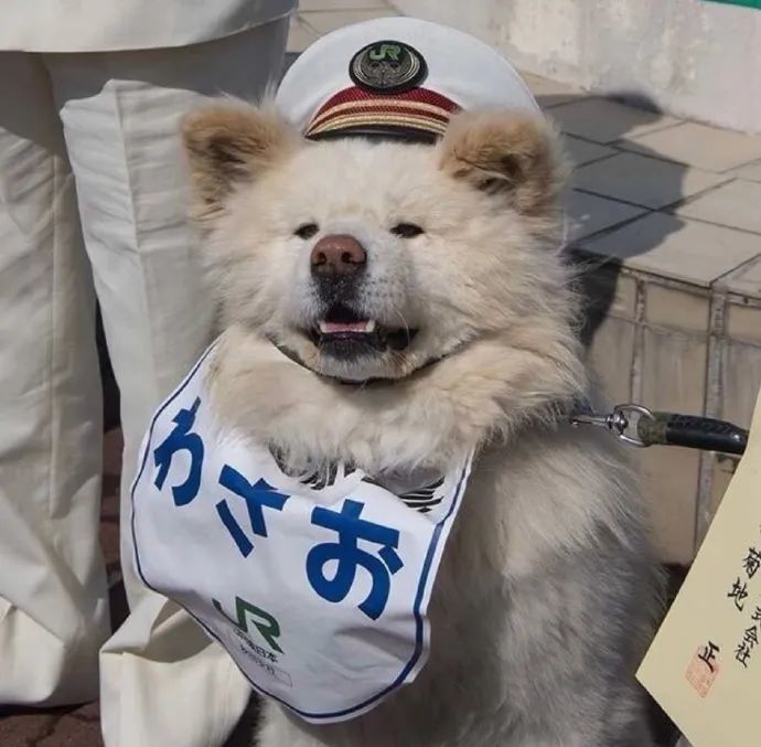 沙雕又可爱的憨憨,看小动物真的好治愈!