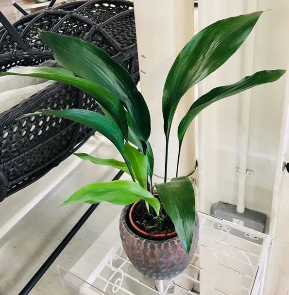 室内耐阴观叶植物大集合,灯光下或半阴处都可以养几盆