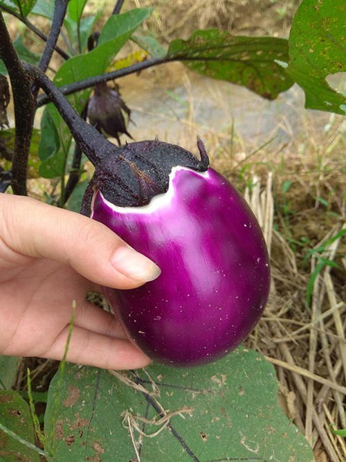 长茄子和圆茄子只有形状不一样吗?哪种更好吃?下次别用错食材