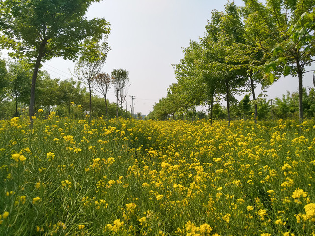 村东200多亩的油菜花田,金黄遍野,绚烂如画,引来沧州,任丘,雄安等地的