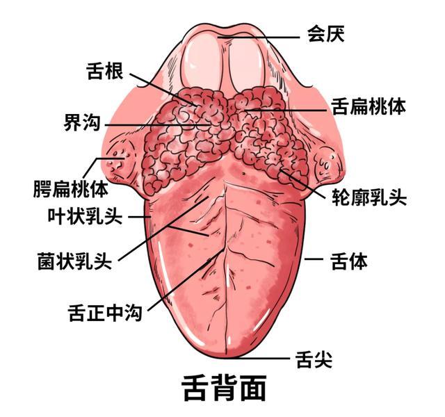 研究证实:经常接吻的人,会收获4个健康益处,让人意想不到!