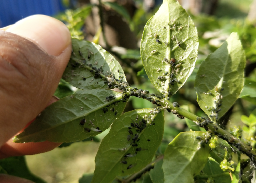 防治花椒树上的蚜虫,打什么药好?