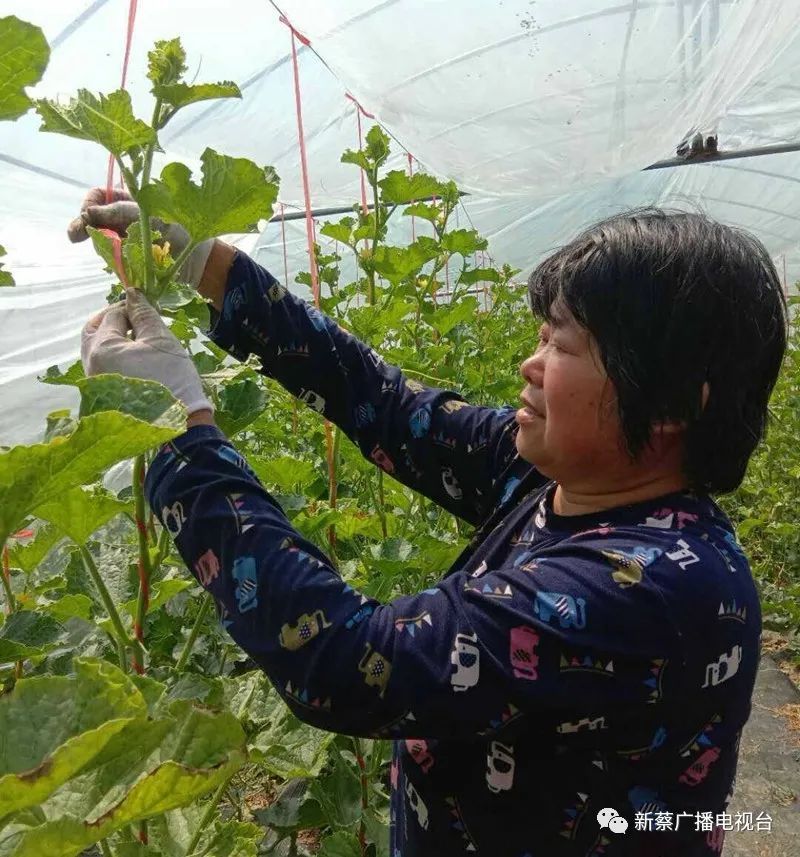 面对丰收在望占地20余亩的瓜田,老围孜村支书龚长辉开心的介绍道:我们