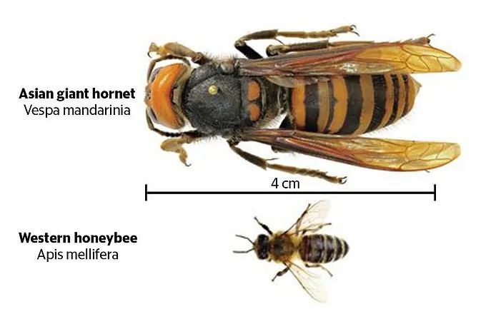 北美首现亚洲大黄蜂,可1分钟内毒死老鼠,30只屠尽3万只蜜蜂!