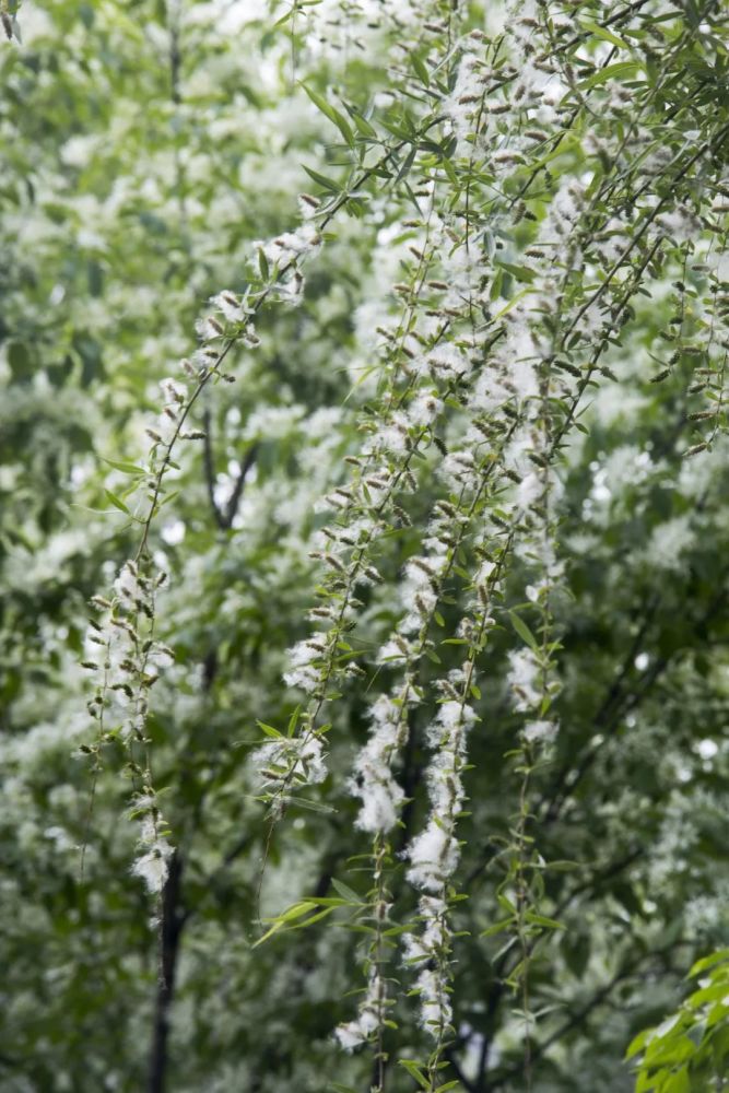 从植物学上来讲,旱柳和毛白杨倒算是"师出同门"——都属于杨柳科,不