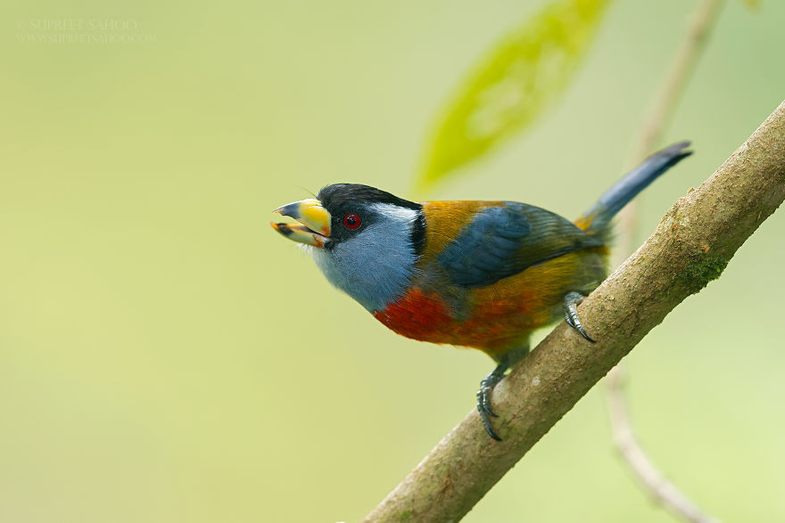 鸟类摄影师在哥伦比亚雨林拍摄的彩色的鸟类