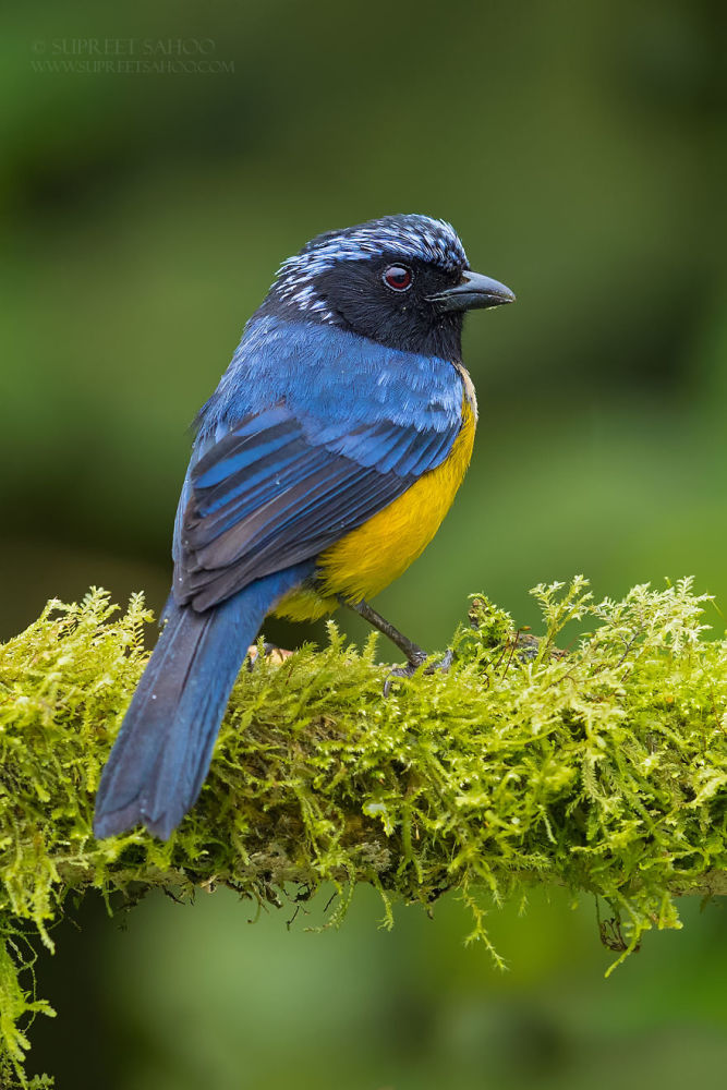 鸟类摄影师在哥伦比亚雨林拍摄的彩色的鸟类