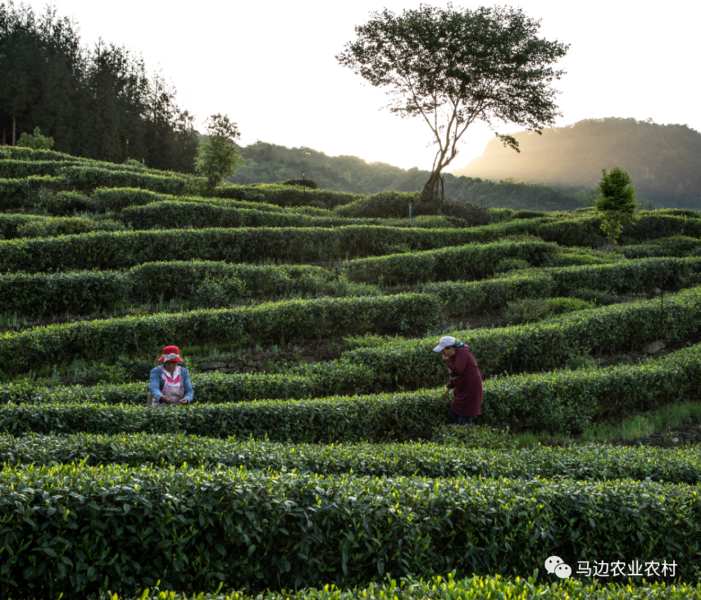 袁家溪生态茶园