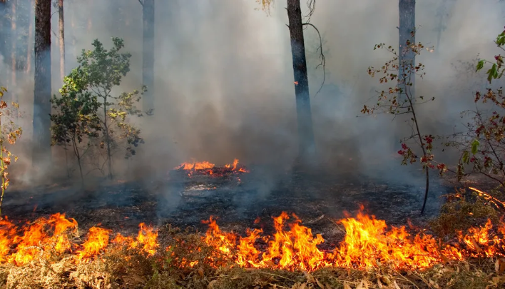 怎么预防森林火灾?