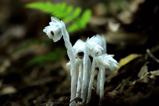 球果假沙晶兰,一种突破植物学经典定义的神秘植物,现身宁波山野