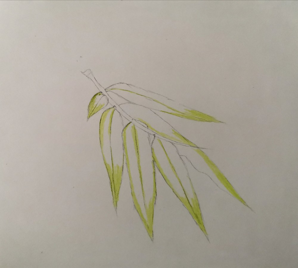 零基础学彩铅,竹子彩铅技法,值得收藏!
