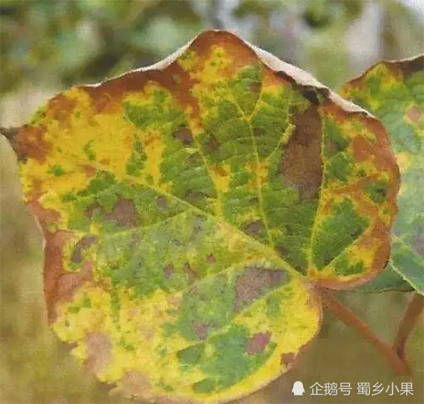植物缺钾的症状 腾讯网