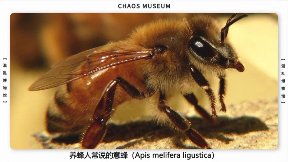 mellifera)和 东方蜜蜂(apis cerana)这两个被人类驯化的种类,养蜂人