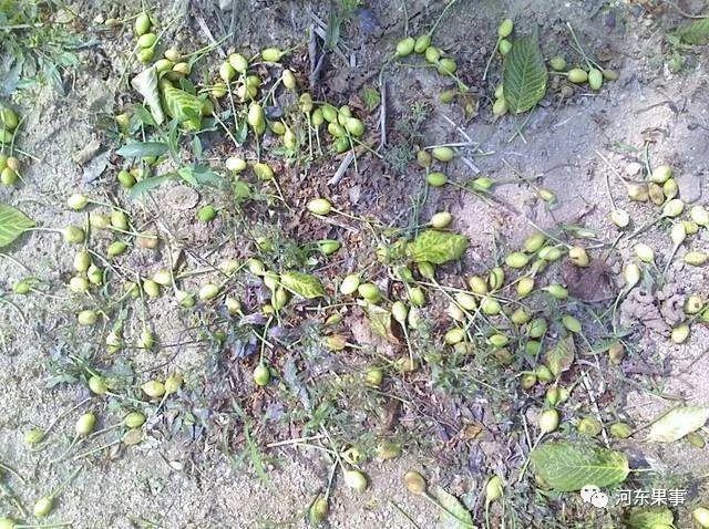 苹果落花落果治疗方法和措施