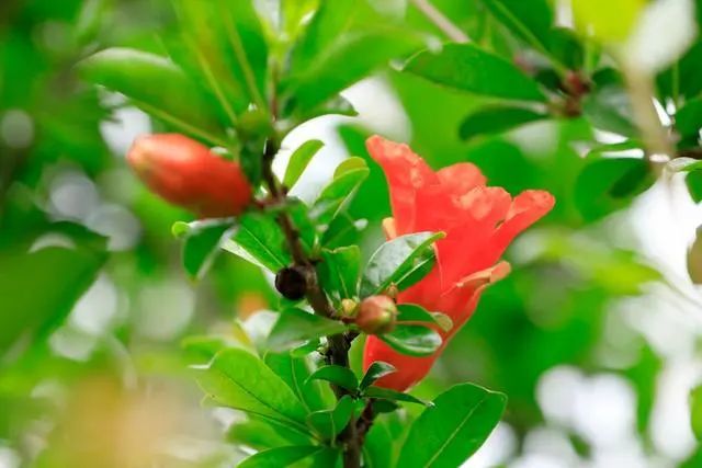 江苏海安市铺满鲜花的农家小院