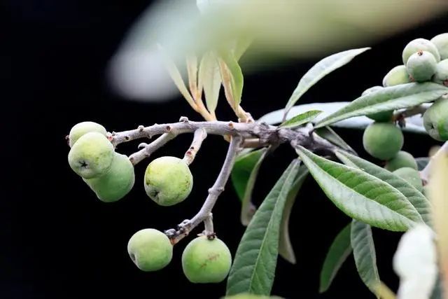 江苏海安市铺满鲜花的农家小院