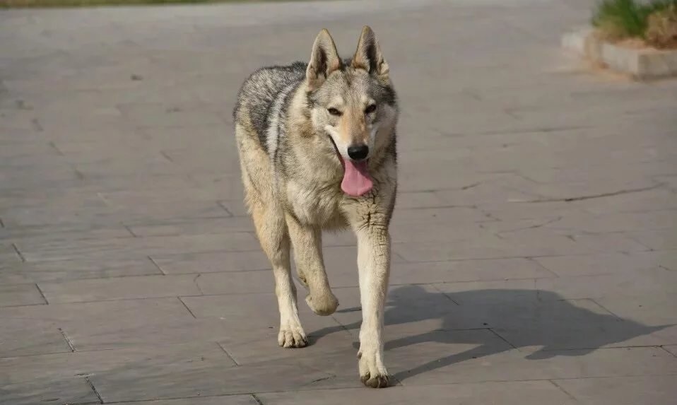 捷克狼犬,似狼却非狼,凶猛帅气,价格也让人望而却步