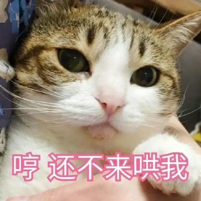 猫咪表情包:在等一个亲亲