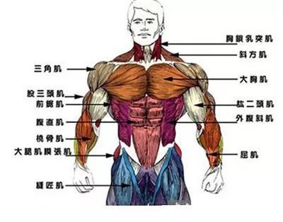 胸肌下束怎么练?只需两个动作,让你获得完美胸肌