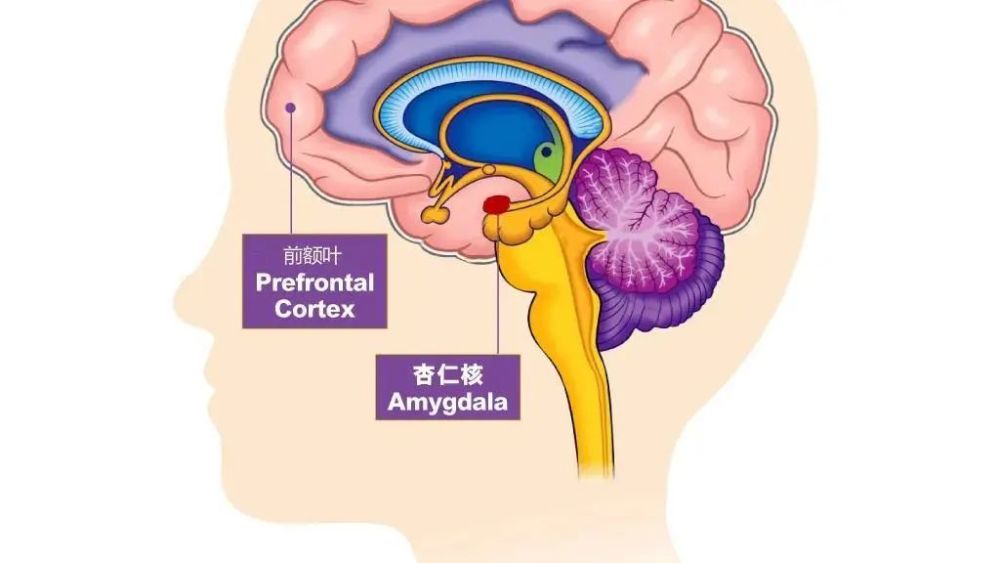 一个是杏仁核(触发情绪反应,相当于条件反射),另一个是前额叶皮层