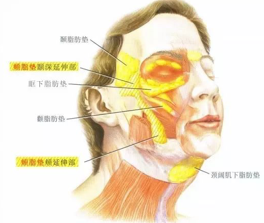颊脂垫位于笑肌,咬肌以及颧大肌之间,虽然没有咀嚼功能,但是对于面部