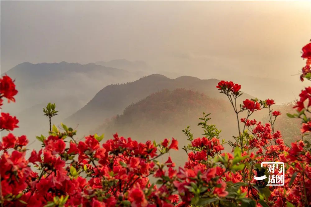 震撼!贵州黄平谷陇大高山映山红景区红到窒息,场面壮观