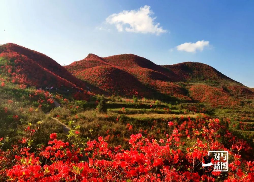 震撼!贵州黄平谷陇大高山映山红景区红到窒息,场面壮观