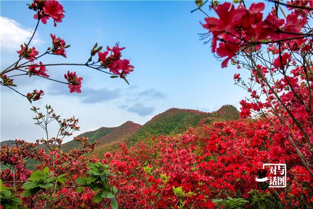 震撼!贵州黄平谷陇大高山映山红景区红到窒息,场面壮观